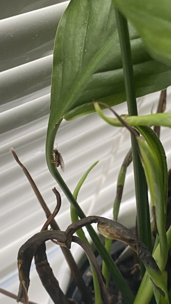 What is this bug/fly in my house?