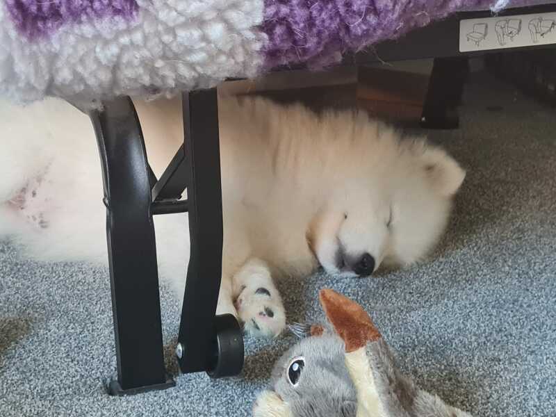 Puppy Survival Thread: Surviving into Summer 2022