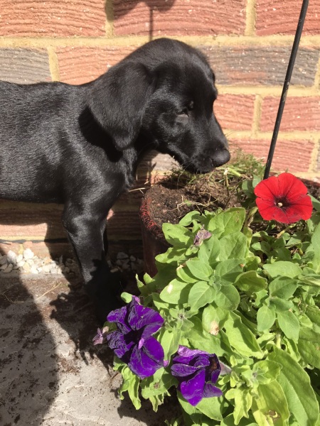Puppy Survival Thread: Surviving into Summer 2022