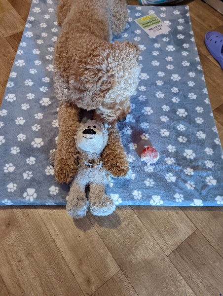 Indestructable dog toy 