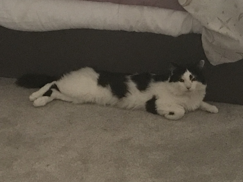 What does my cat think he’s doing? 