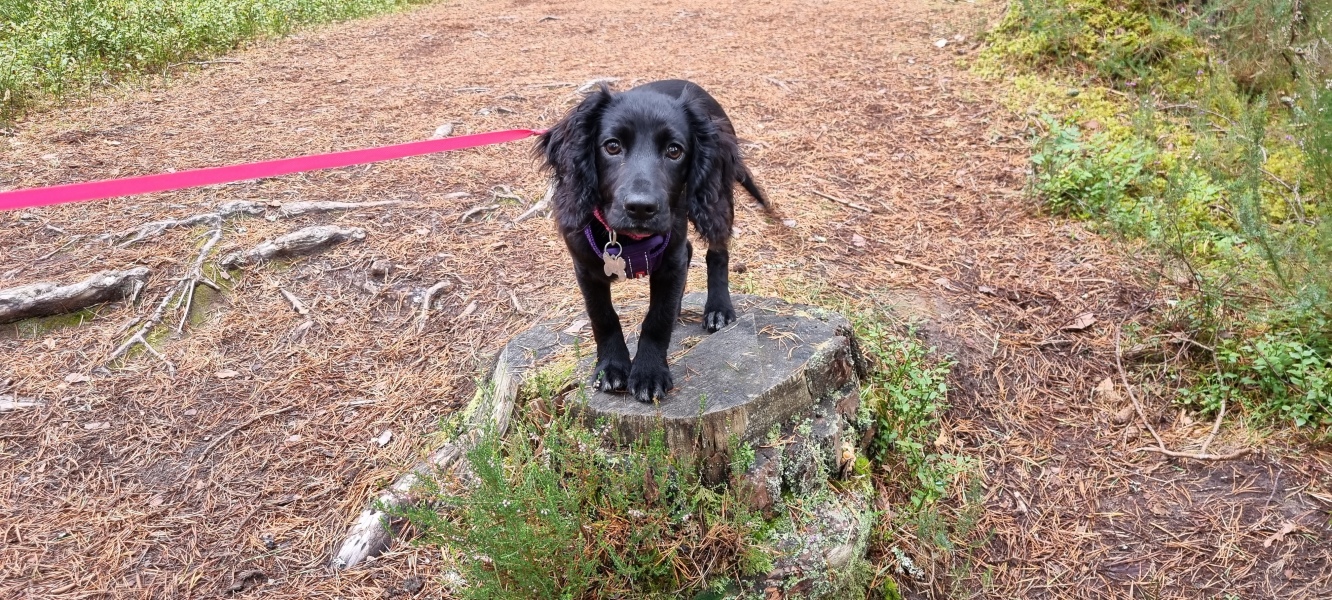 Puppy Survival Thread: Surviving into Summer 2022