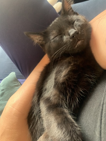 My kitten is very cute but…