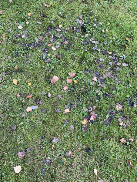 Can anyone identify the creature leaving this poo on my lawn?