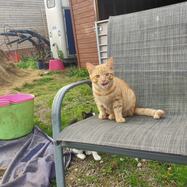 I appear to have cats