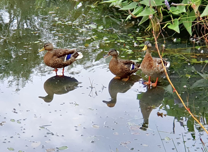 Duck Tales! (Still not what I expected to wake up to this morning)