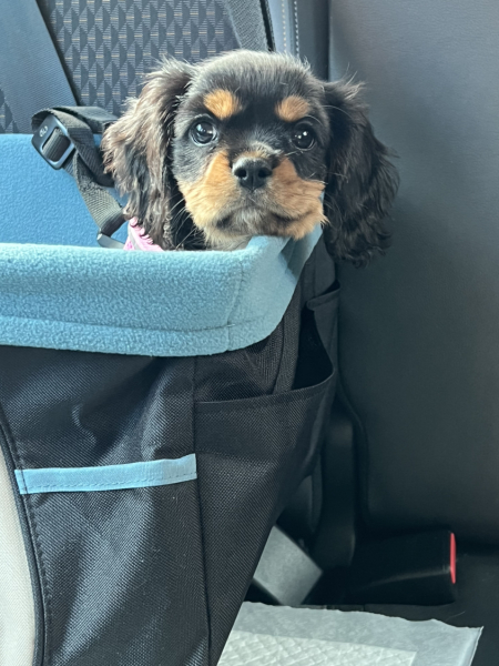 Puppy Survival Thread: Surviving into Summer 2022