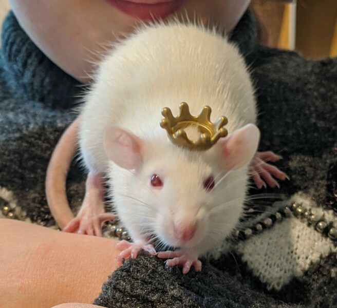 Anyone know what these are? Found 6 of them in my back garden. Seam friendly and like cheese! 