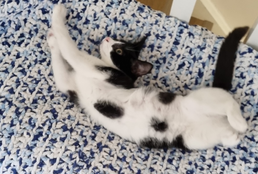 Our feral kitten is spicey, can we tame him!