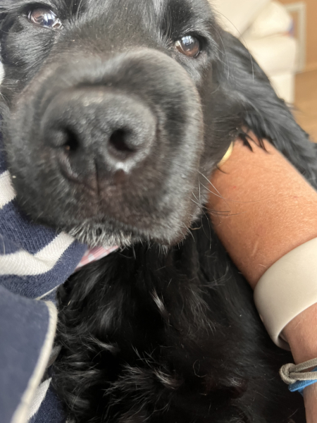 Puppy Survival Thread: Surviving into Summer 2022