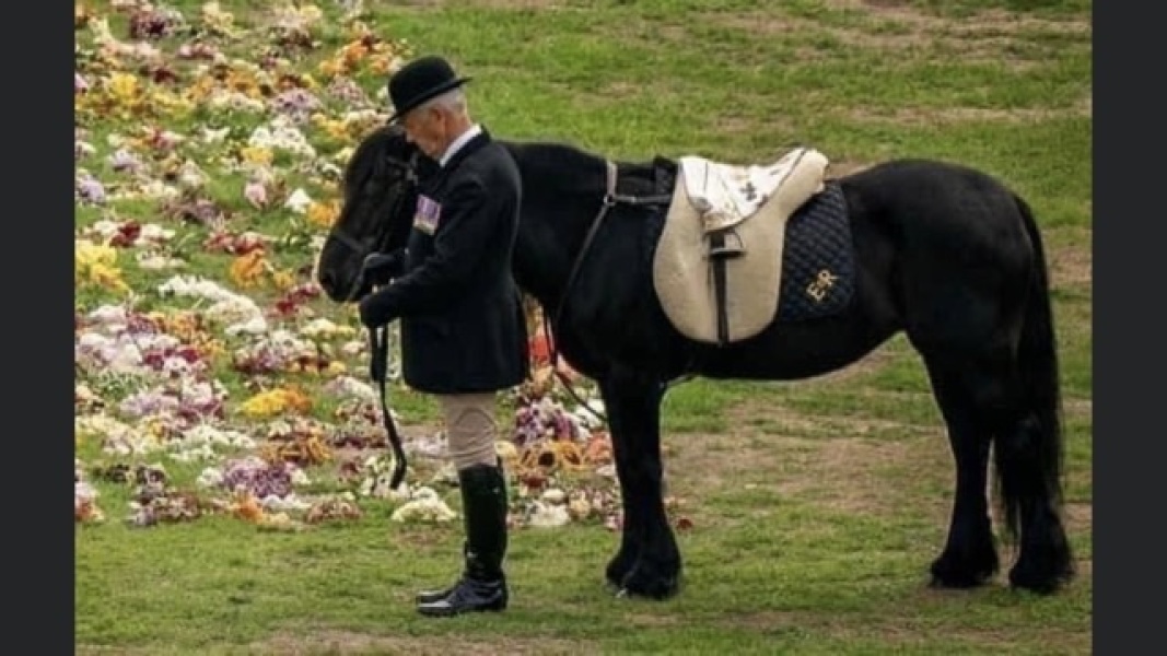 Do the horses in funeral procession look stressed? 