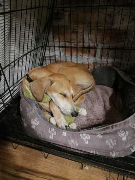 Puppy Survival Thread: Surviving into Summer 2022