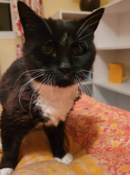 Sad cat alone