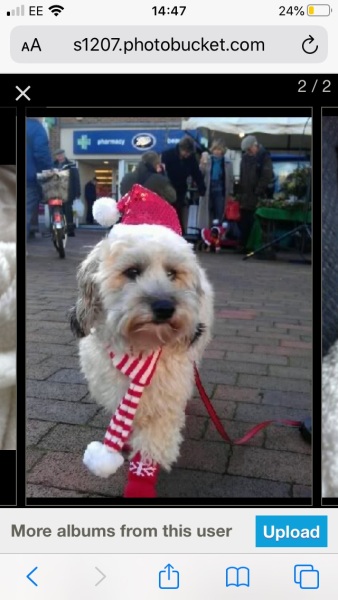 What's the deal with dog rain coats etc