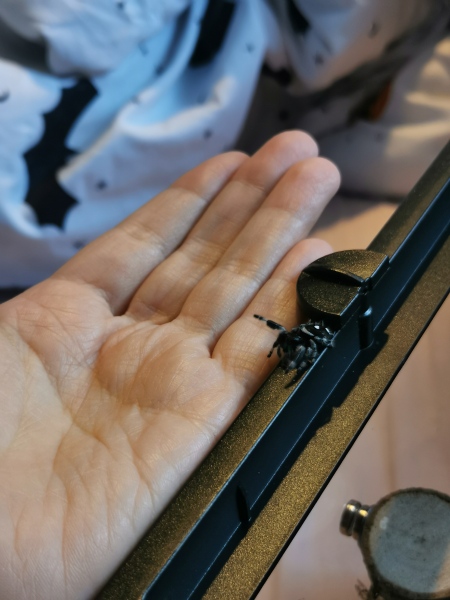 I have pet Spiders. AMA. 
