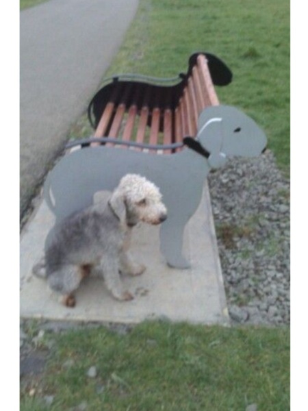 To think Bedlington Terriors are the cutest dog?