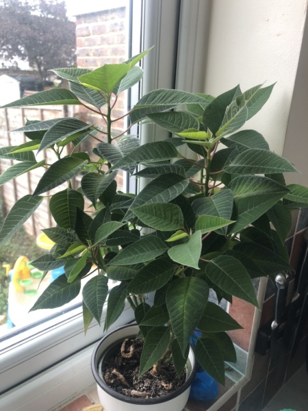 Does anyone know how to make a poinsettia turn red for Xmas?