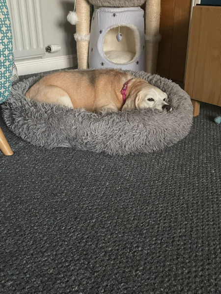 My dog has been diagnosed with right sided congestive cardiac failure