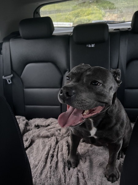 Staffy or Border Terrier for a family dog?