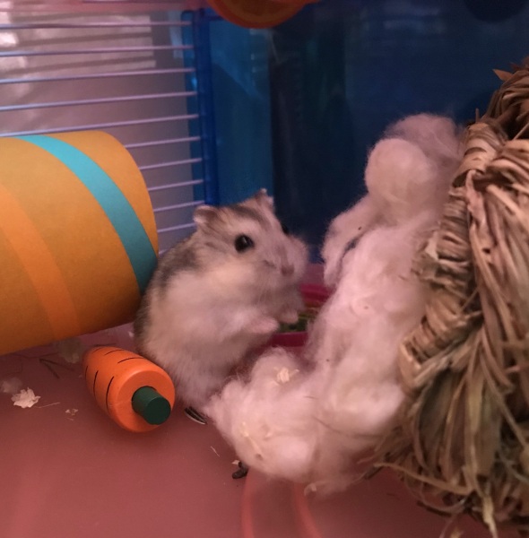AIBU about the hamster