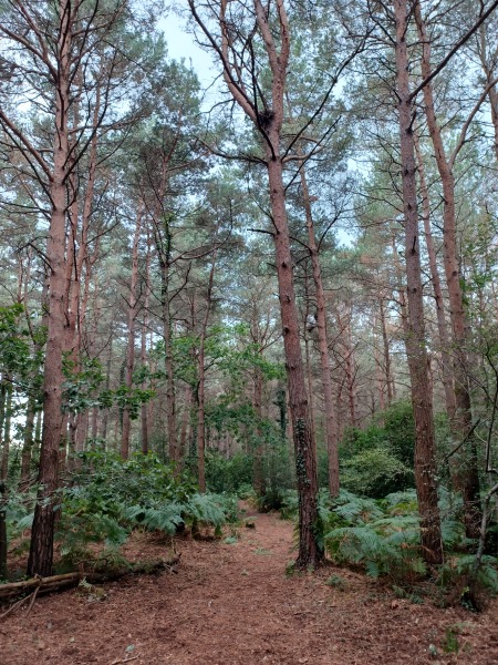 Come chat hiking with me!