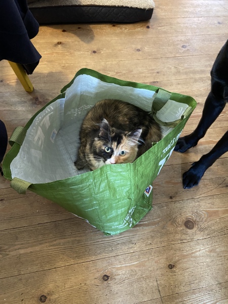 How to prepare cats for meeting other cats outside?