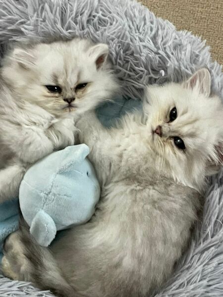Meet our beautiful new boys !