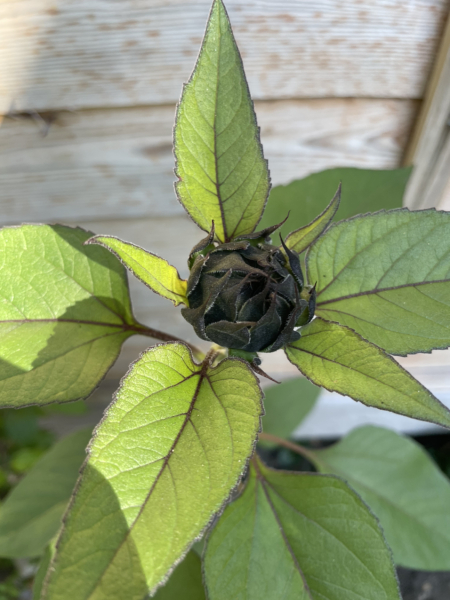 Could this be a sunflower?