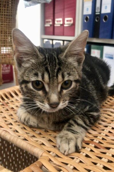 We appear to have acquired a stray kitten...advice needed!