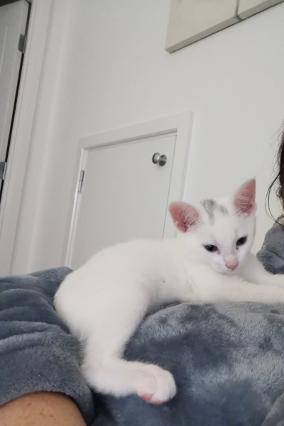 Our feral kitten is spicey, can we tame him!