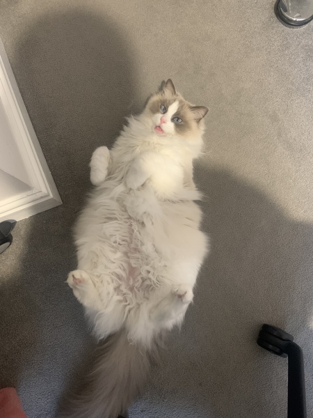 How can I make my cats like me more?