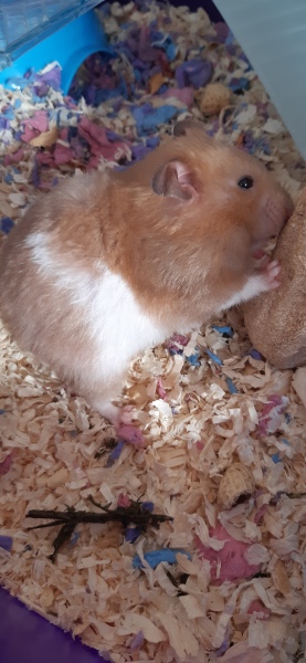 AIBU about the hamster