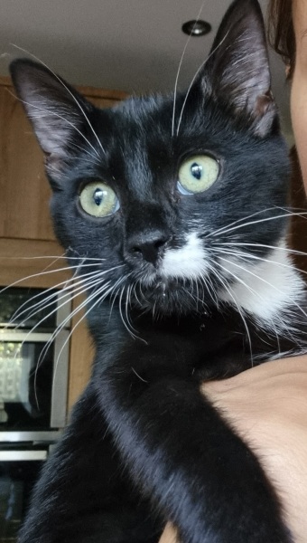 Got a cat...and I'm feeling nervous