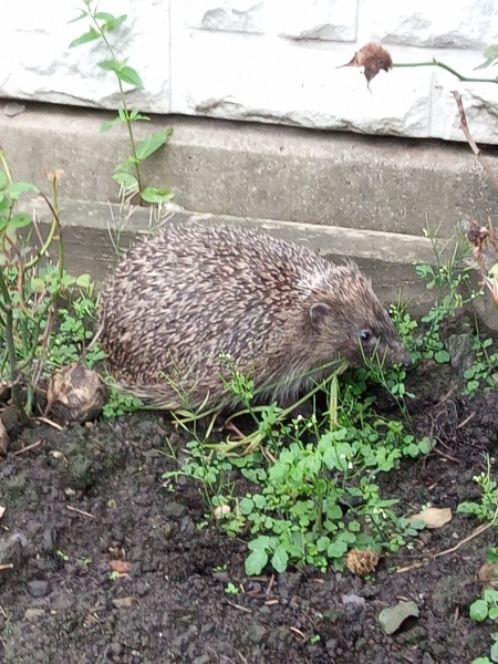 To tell you a bit about Hedgehogs?