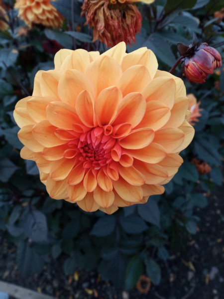 Who’s growing Dahlias this year