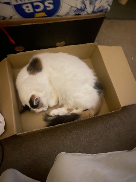 I appear to have cats