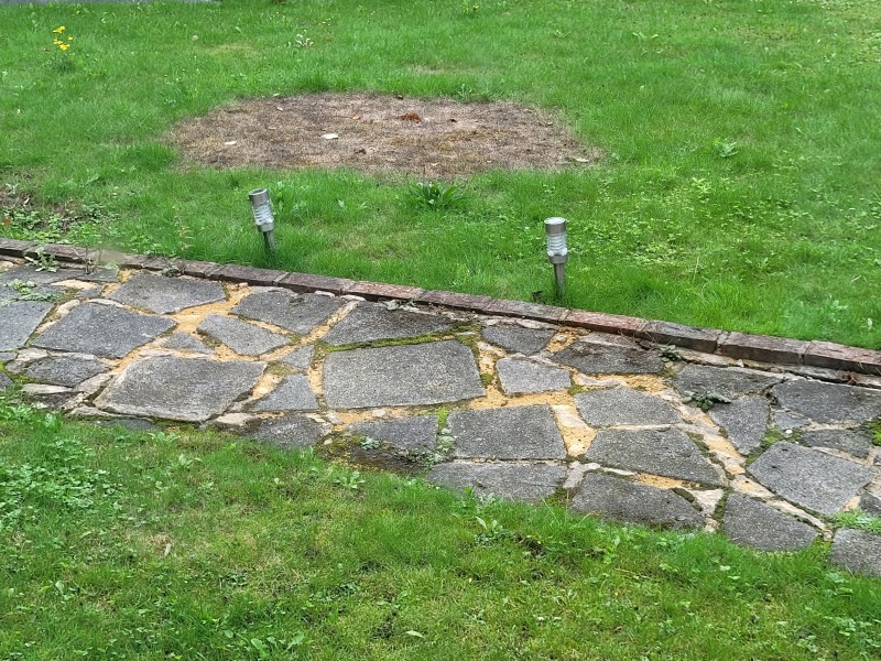 What's happening to my grass?   Alien life-force or other?