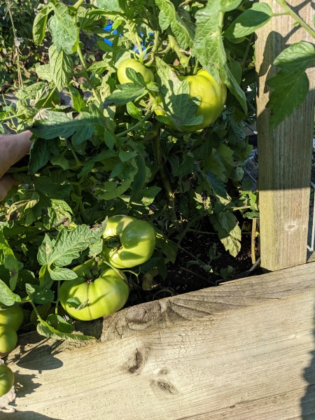 What should I do with my tomatoes