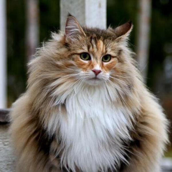 Norwegian forest cat..is this cat one ?