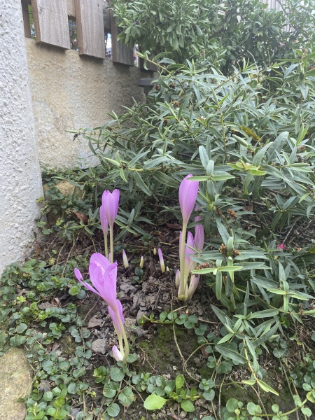 Looks like a crocus…