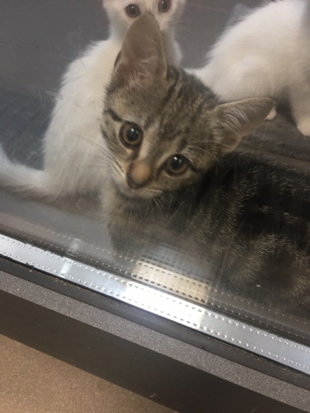 Help me name my kitten