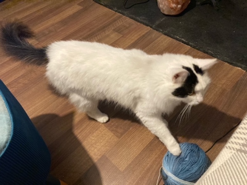 I appear to have cats