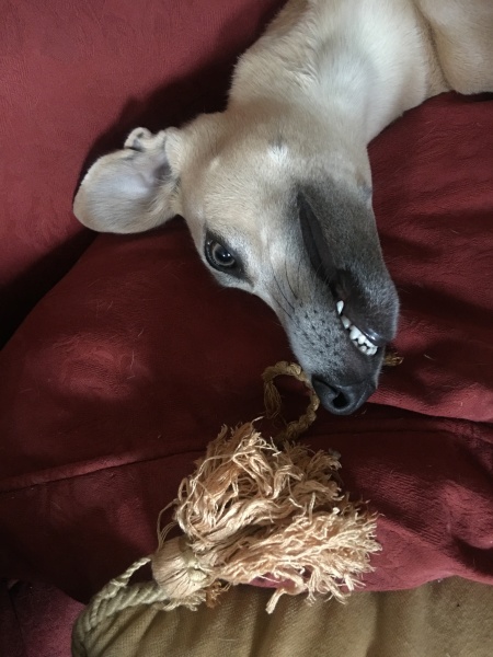 To not tell DH what the dog has done.