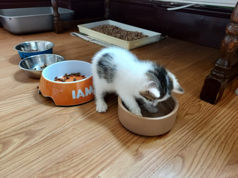 New kitten