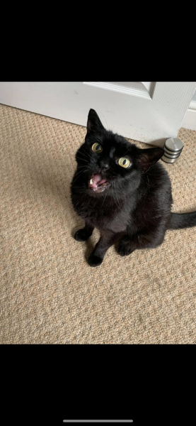 What times do you feed your cats?