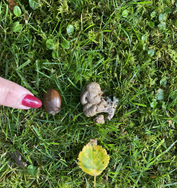 Can anyone identify the creature leaving this poo on my lawn?