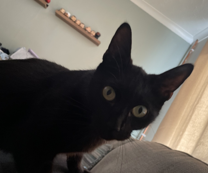 Can you rename a rescue?
