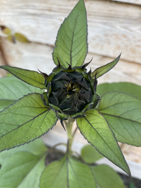 Could this be a sunflower?