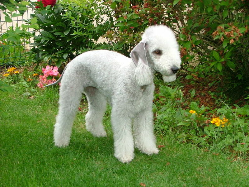 To think Bedlington Terriors are the cutest dog?