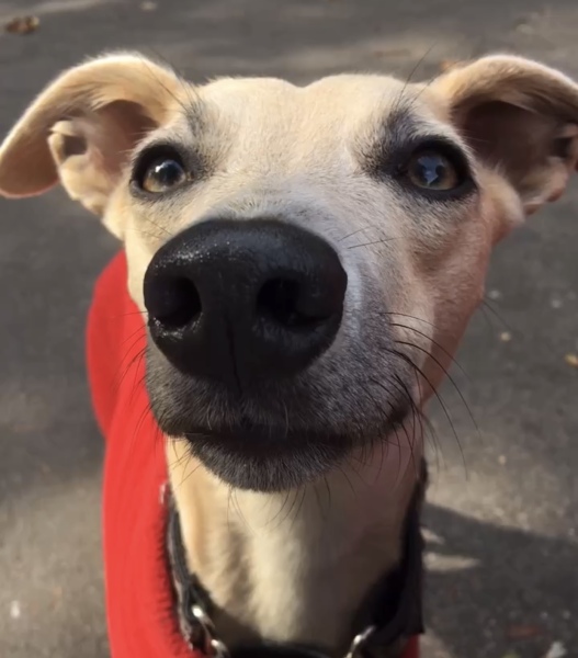 'Courtiers' by Valentine Low